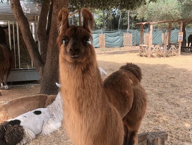 My tour live - visit Visite de Var Lamas, Six-Fours-les-Plages, France
